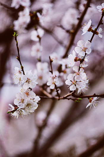 Flowers, Flower, Bloom, Flowering, Tender, Spring, Petal HD phone wallpaper