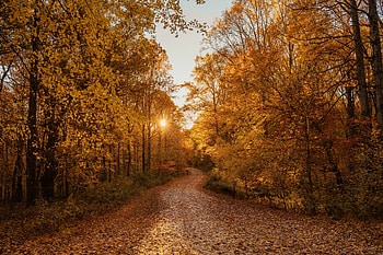 Landscape, Nature, Trees, Autumn, Road, Forest HD wallpaper