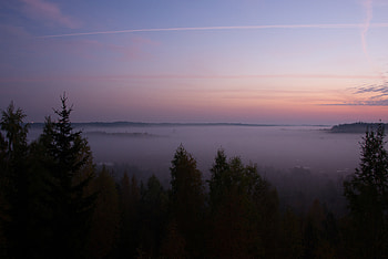 Nature, Trees, Twilight, Fog, Spruce, Fir, Dusk HD wallpaper