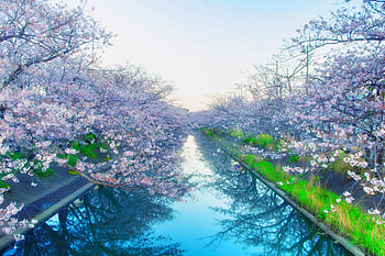 sakura HD wallpaper