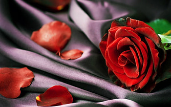 Red rose, rose, silk, red, flower HD wallpaper