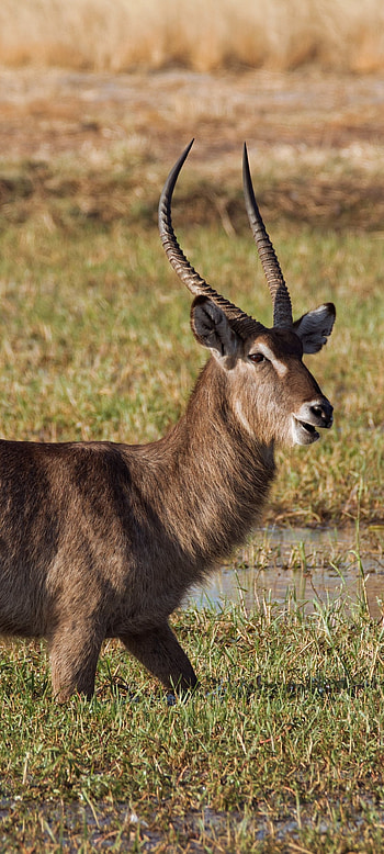 Animal antelope, Majestic wildlife, African landscapes, Natural beauty HD phone wallpaper