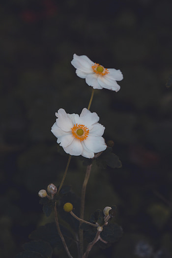 Flowers, Flower, Plant, Macro, Anemone HD phone wallpaper