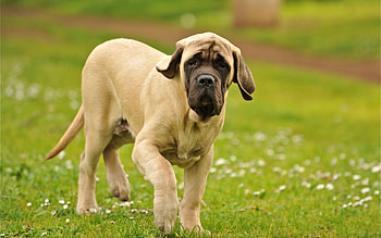 Animals, Grass, Dog, Stroll HD wallpaper