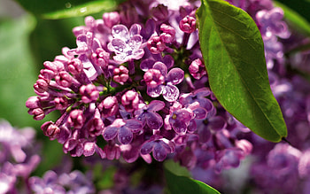 Flowers, Lilac, Plant, Macro, Branch HD wallpaper