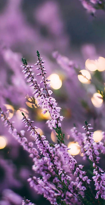 Lavender flowers , Thepurplefairyreg, Nature's beauty HD phone wallpaper