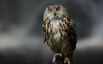 Animals, Owl, Feather, Bird, Sit, Predator HD wallpaper