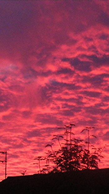 Pink, Pink Nature HD phone wallpaper