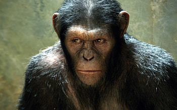 Planet of the Apes, Rise film, Wide HD wallpaper