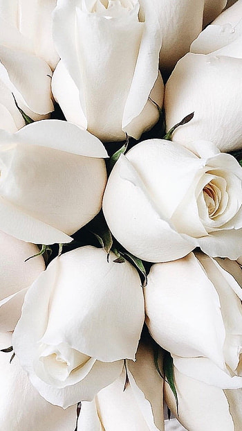 White Flowers, White Tulips HD phone wallpaper