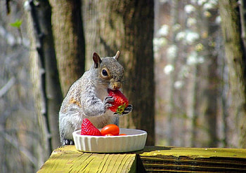 Squirrel, strawberries, lunch, cute, forest HD wallpaper