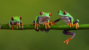 Family, Red Eyed Tree Frog HD wallpaper