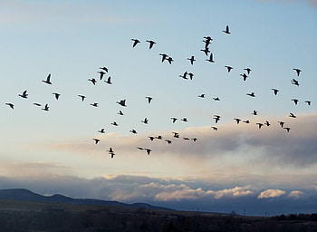 Heading Sorth, ducks, waterfowl, clouds, mountains, sku HD wallpaper