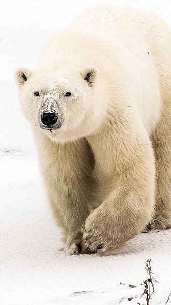 Sleek polar beauty, Arctic charm, Stunning , Icy allure HD phone wallpaper