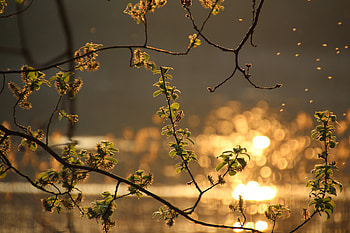 Nature, Leaves, Glare, Branch, Spring HD wallpaper