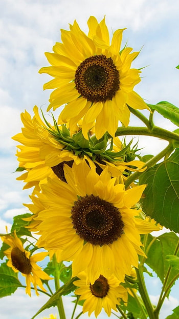Sunflower, Yellow HD phone wallpaper