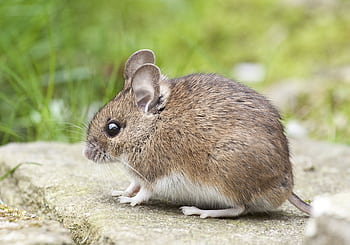 Adorable wood mouse with button eyes sitting on a rock outdoors, showcasing its brown fur and long whiskers. HD wallpaper