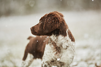 Animals, Dog, Blur, Smooth, Color HD wallpaper