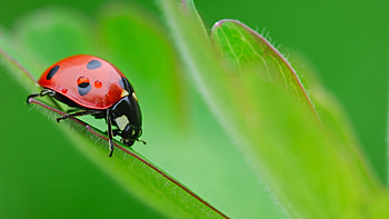 Beetle (Animals), Green beetle , Beetle insect background, Green bug HD wallpaper