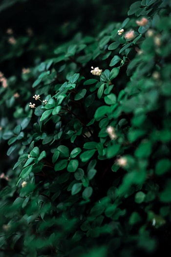 Flowers, Leaves, Plant, Macro HD phone wallpaper