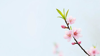 Blossom, Cherry Blossom, Flower, Branch HD wallpaper