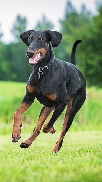 Doberman Dog, Doberman Attack HD phone wallpaper