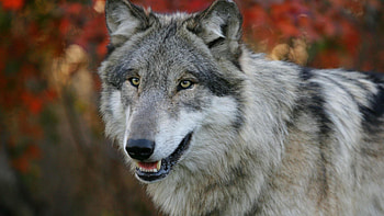 Gray Wolf, Breathtaking beauty, Captivating creatures, Enchanting predators HD wallpaper
