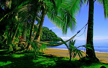 .wiki--puerto-beaches-palms-summer-green- HD wallpaper