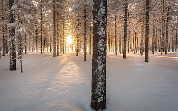Sunbeams in Winter Forest, winter, sunbeams, forest, snow HD wallpaper