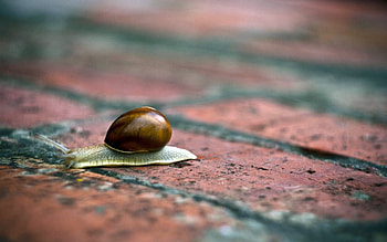 Macro, Surface, Snail, Shell, Brick, Horns, Sink, Masonry HD wallpaper