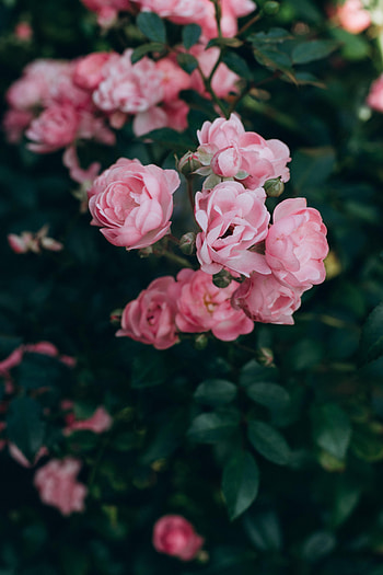 Flowers, Pink, Bush, Rose Flower, Rose, Petals HD phone wallpaper