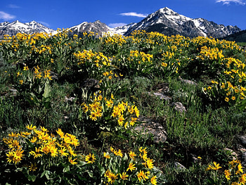 Arrowleaf Balsamroot Boulder Mountain Idaho, landscape, nature, beauty HD wallpaper