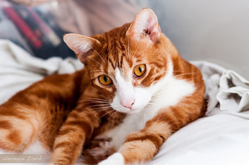 *** Beautiful ginger cat ***, animal, color, animals, cats, cat, ginger HD wallpaper
