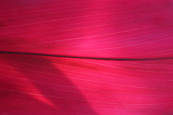 Pink, Macro, Surface, Leaflet HD wallpaper