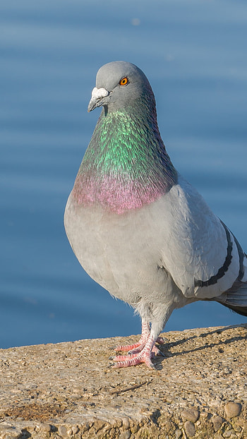 Bird, Pigeon, Grey Pigeon HD phone wallpaper