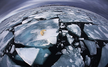 Animals, Bears HD wallpaper
