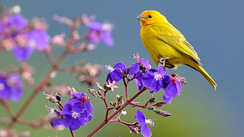 Yellow Saffron Finch Bird Is Standing On Purple Flowers Tree Branch In Blur Blue Background Birds HD wallpaper