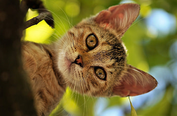 Animals, Cat, Muzzle, Striped, Ears HD wallpaper