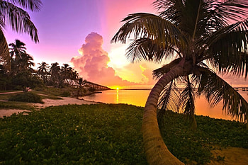 Florida Landscape, Florida, Beach, Nature, Palm HD wallpaper