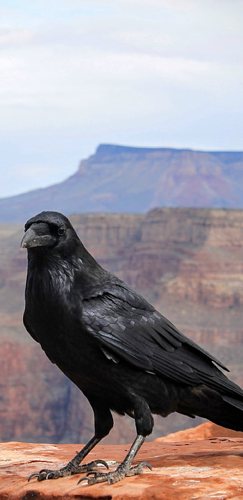 Animal crow, Crow species, Avian creature HD phone wallpaper