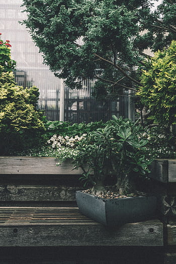 Peaceful garden scene featuring a wooden bench, bonsai tree, and lush greenery. HD phone wallpaper