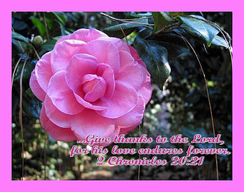 Give Thanks to the Lord, scripture, rose, pink, flower, verse, christian HD wallpaper