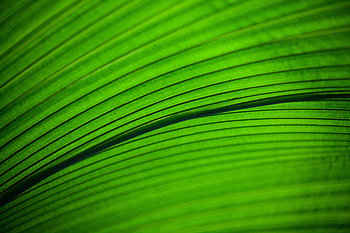 Macro, Sheet, Leaf, Stripes, Streaks, Veins HD wallpaper