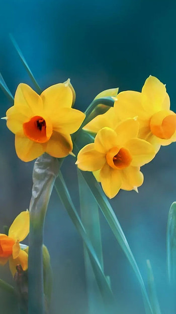 Flower, petal, yellow HD phone wallpaper