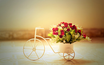 Plants, Flowers, Objects HD wallpaper