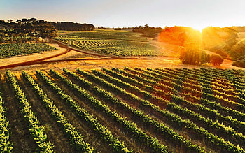 Beautiful wineries and vineyards, Design and architecture, Cellar door experience, Gorgeous book HD wallpaper
