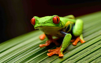 Red Eyed Tree Frog, Nature's vibrant creature, Unique amphibian, Lustrous red eyes HD wallpaper