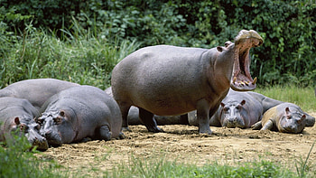 Animals, Hippos, Grin, Land, Relaxation, Rest, Became, Has Become HD wallpaper