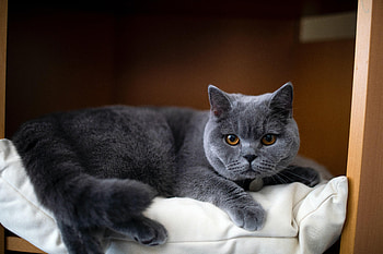 Animals, Cat, Pet, Sight, Opinion, British Cat HD wallpaper