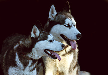 Animals, Dogs, Couple, Pair, Dog, Protruding Tongue, Tongue Stuck Out, Husky, Haska HD wallpaper